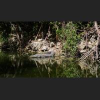 Alligator, American Alligator, Florida, 005.jpg