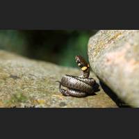 Ringelnatter Baby, Grass Snake Baby, Germany,001.jpg
