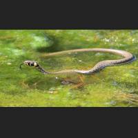 Ringelnatter, Grass Snake, Germany, 002.jpg
