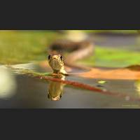 Ringelnatter, Grass Snake, Germany, 003.jpg