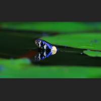 Ringelnatter, Grass Snake, Germany, 004.jpg