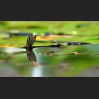 Ringelnatter, Grass Snake, Germany, 005.jpg