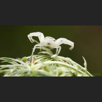 001 Krabbenspinne, veraenderliche, Crab Spider, Germany.jpg