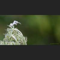 003 Krabbenspinne, veraenderliche, Crab Spider, Germany.jpg