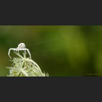 004 Krabbenspinne, veraenderliche, Crab Spider, Germany.jpg