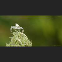005 Krabbenspinne, veraenderliche, Crab Spider, Germany.jpg