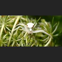 006 Krabbenspinne, veraenderliche, Crab Spider, Germany.jpg