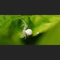 007 Krabbenspinne, veraenderliche, Kothaufen, Crab Spider, Germany.jpg