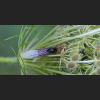 008 Krabbenspinne, Beute, Crab Spider, Germany.jpg