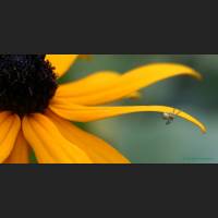 009 Krabbenspinne, Crab Spider, Germany.jpg