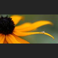 010 Krabbenspinne, Crab Spider, Germany.jpg