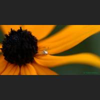011 Krabbenspinne, Crab Spider, Germany.jpg