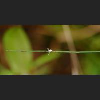 013 Krabbenspinne, Crab Spider, Germany .jpg