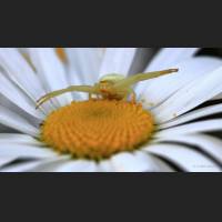014 Krabbenspinne, veraenderliche, Crab spider, Germany.jpg