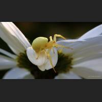 015 Krabbenspinne, veraenderliche, Crab Spider, Germany.jpg