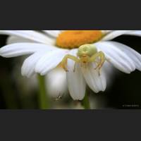 016 Krabbenspinne, veraenderliche, Crab Spider, Germany.jpg