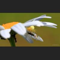 017 Krabbenspinne, veraenderliche, Crab Spider, Germany.jpg