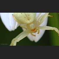 018 Krabbenspinne, veraenderliche, Crab Spider, Germany.jpg