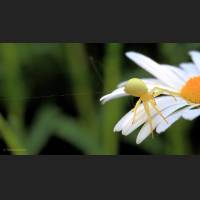 019 Krabbenspinne, veraenderliche, Crab Spider, Germany.jpg