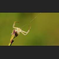 020 Krabbenspinne, veraenderliche, Crab Spider, Germany.jpg