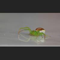 021 Krabbenspinne, Diaea dorsata, Crab Spider, Germany.jpg