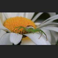 022 Krabbenspinne, Diaea dorsata, Crab Spider, Germany.jpg