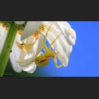 023 Krabbenspinne, veraenderliche, Crab Spider, Germany.jpg