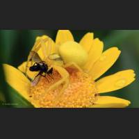 024 Krabbenspinne, veraenderliche, Crab Spider, Germany.jpg