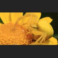 025 Krabbenspinne, veraenderliche, Crab Spider, Germany.jpg