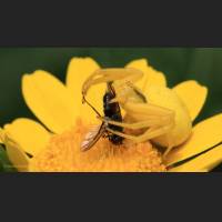 026 Krabbenspinne, veraenderliche, Crab Spider, Germany.jpg