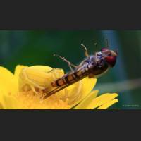 027 Krabbenspinne, veraenderliche, Crab Spider, Germany.jpg
