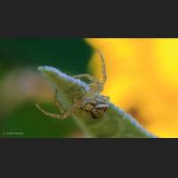 029 Krabbenspinne, Crab Spider, Germany.jpg