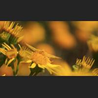 030 Krabbenspinne, Crab Spider, Germany.jpg