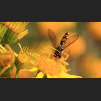 031 Krabbenspinne, Crab Spider, Germany.jpg