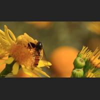 032 Krabbenspinne, Crab Spider, Germany.jpg