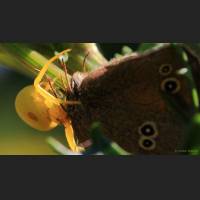 033 Krabbenspinne, Crab Spider, Germany.jpg