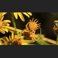 034 Krabbenspinne, Crab Spider, Germany.jpg