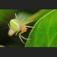 0103 Koerbisspinne, Araniella cucurbitina.jpg