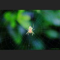 0105 Koerbisspinne, Araniella cucurbitina.jpg
