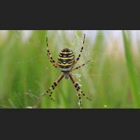 0601 Wespenspinne, Wasp Spider,Argiope bruennichi, Germany .jpg