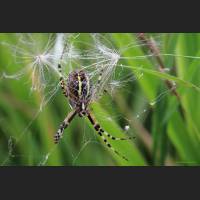 0602 Wespenspinne, Wasp Spider,Argiope bruennichi, Germany .jpg