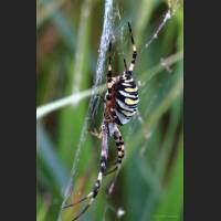 0603 Wespenspinne, Wasp Spider,Argiope bruennichi, Germany .jpg