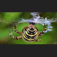 0604 Wespenspinne, Wasp Spider,Argiope bruennichi, Germany .jpg