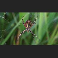 0605 Wespenspinne, Wasp Spider,Argiope bruennichi, Germany .jpg