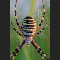 0606 Wespenspinne, Wasp Spider,Argiope bruennichi, Germany .jpg