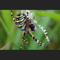 0607 Wespenspinne, Wasp Spider,Argiope bruennichi, Germany .jpg