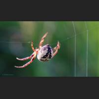 0703 Schilfradspinne, Furrow Spider, Larinioides cornutus, Germany.jpg