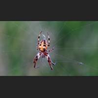 0706 Schilfradspinne, Furrow Spider, Larinioides cornutus, Germany.jpg
