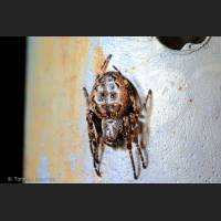 0802 Spaltenkreuzspinne, Walnut Orb-weaver Spider, Nuctenea umbratica,  Germany.jpg