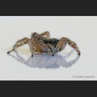 101 Springspinne, Florida.jpg